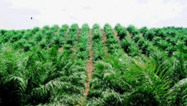 BW PLANTATION: Deforestasi Ancam Hubungan Bisnis dengan Investor